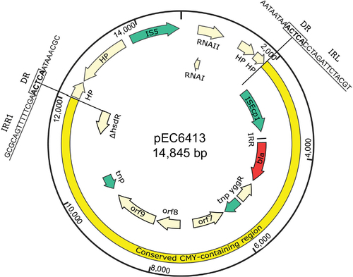 Figure 2 Characteristics of the complete nucleotide sequences of the plasmids pEC6413. The DRs generated by ISEcp1-mediated transposition are highlighted in boldface. The IRL of ISEcp1 and the IRR1 of ISEcp1 are marked by the underlined letters.