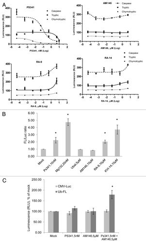 Figure 4. AM146, RA-9 and RA-14 do not inhibit 20S proteasome activity but differentially modulate 26S proteasome activity in living cells. (A) 20S purified human proteasome were incubated with or without compound at indicated concentrations for one hour. Proteasome-Glo assay was performed and three activities of proteasome, chymotrypsin-like, trypsin-like and caspase-like, were measured as described in Material and Methods. Background luminescence values (DMSO + cell culture medium) were subtracted, and data plotted as relative luminescence unit (RLU). PS341 is shown as a positive control. Averages are based on the mean number for two independent experiments ± standard error. All experiments were done in triplicate. (B), (C) Stabilization of ubiquitin-luciferase bioluminescent reporter (Ub-FL). (B) Transiently transfected firefly luciferase (CMV-Luc) and Ub-FL HeLa cells were either mock-treated or treated with proteasome inhibitors bortezomib (PS341) or MG-132, non-cell-permeable DUBS inhibitor ubiquitin aldehyde (Ubal), or inhibitors AM146, or RA-9 or KVI-14 at the indicated concentrations for 8 h. Luciferase activity in cell lysates was quantified, background values were subtracted (relative luminescence units, RLU), data expressed as % of mock and the ratio of stabilized Ub-FL to baseline levels of CMV-Luc is shown on graph. Error bars are standard errors (SE) for three independent experiments. *Indicates p ≤ 0.05. (C) Transiently transfected CMV-Luc and Ub-FL HeLa cells were either mock-treated or treated with bortezomib, AM146, or a combination at the indicated concentrations for 8 h. Luciferase activity on cell lysate was quantified in relative luminescence units (RLU) and expressed as percent of control. Error bars are standard errors (SE) for three independent experiments. *Indicates p ≤ 0.05.