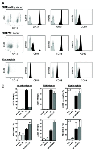 Figure 2. Impaired ADCC activity triggered by Fc-engineered antibody is restored using FcγRIII negative granulocytes. (A) Fc receptor expression was analyzed by indirect immunofluorescence. Unfractionated PMN from healthy donors (upper panel), patients with PNH (middle panel) or eosinophils (lower panel) were collected from freshly drawn peripheral blood. PMN from patients with PNH expressed low levels of the GPI-linked FcγRIII (CD16), while FcγRII (CD32) expression was similar to PMN from healthy donors. Unfractionated PMN from healthy donors could be divided into FcγRIII negative eosinophils and FcγRIII positive neutrophils (upper panel). FcγRIII negative eosinophils were isolated from the PMN fraction from healthy donors with eosinophilia and analyzed for FcR expression (lower panel). Eosinophils did express FcγRII (CD32) and FcαRI (CD89). (B) In ADCC experiments against A431 cells, PMN from healthy donors were effective with wild type but not with S239/I332E mutated anti-EGFR antibodies (left panel; all 10 µg/ml). PMN from PNH patients (middle panel) and eosinophils from healthy donors with eosinophilia (right panel) mediated similar ADCC with the S239D/I332E antibody variant and wild type antibody. For the three blood donor types, MNC-mediated killing was enhanced with Fc-engineered antibody (lower panel). In ADCC experiments against A431 cells, MNC-mediated killing was enhanced with Fc-engineered S239D/I332E antibody compared with wild type antibody (left panel). Data are presented as mean ± SEM from three independent experiments. * P ≤ 0.05 EGFR-targeted antibody vs. control antibody.