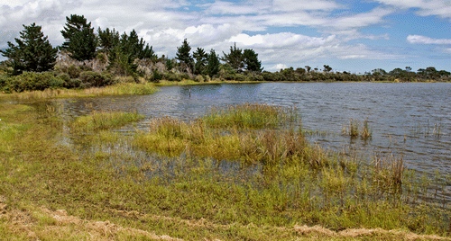 Figure 2  Shoreline of Lake Waiporohita showing the marginal turf in which Crassula natans var. minus grows.