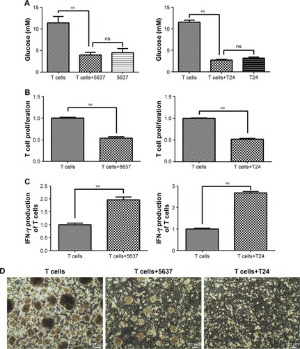 Figure 4 Glucose concentration, cell proliferation, and IFN-γ production in T cells after co-culture with 5637 and T24 cells for 5 days.