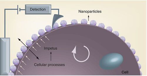 Figure 2. One-dimensional assembly of nanoparticles integrated with a cell.The cellular processes provide an impetus to the nanoparticles in the form of electrochemical modulation. The electronic interface, with a nanotip scanning electrode allows localized measurement of the cellular processes.