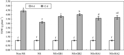 Figure 1. Protective effects of GB and HA on growth of seedlings of maize cv. Zhengdan 958 under NS.Notes: Total dry weights (TDW) were measured at 0 and 12 d after inoculation. Values represent the means±SE (n=8). At the same incubation day, bars with the same letters are not significantly different at P<0.05. Non-stress, NS, NS+GB1, NS+GB2, NS+HA1, and NS+HA2 indicate the standard medium (15 mM NO3 −), NS medium (0.15 mM NO3 −), 100 mg l−1 GB and NS medium, 200 mg l−1 GB and NS medium, 100 mg l−1 HA and NS medium, and 200 mg l−1 HA and NS medium, respectively, as described in Materials and methods.