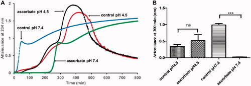 Figure 4. The effect of ascorbate on LDL oxidation by copper at pH 4.5 and 7.4. (A) LDL (50 µg protein/ml) was oxidized by CuSO4 (5 µM) in the presence or absence of ascorbate (30 µM) at 37 °C in a sodium acetate buffer of pH 4.5 or a MOPS buffer of pH 7.4. The formation of conjugated dienes was measured by attenuance of 234 nm. This result is representative of three independent experiments. (B) The attenuance at 200 min (when the LDL was in its oxidation phase, but not yet in the aggregation phase at pH 4.5) was compared by one-way ANOVA (n = 3) followed by a Tukey’s post-hoc test. ns indicates not significant, *** indicates p < 0.001 for the indicated comparison.