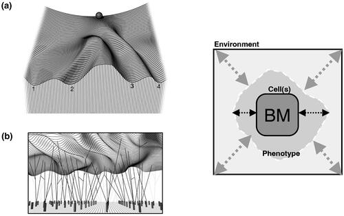 Figure 6. Diagram redrawn from Waddington’s Epigenetic landscape (Waddington Citation2014) showing the a) necessary path (Creode) for a cells specialisation as a landscape articulated by b) gene stakes. This model implies that the phenotypic layer altered by is altered through a combination of environment and genes.