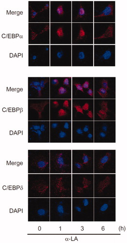 Figure 3B. Immunocytochemistry. C/EBPα, C/EBPβ, and C/EBPδ were immunochemically localized using their specific antibodies. The same fields were counter-stained with DAPI to verify the location and integrity of nuclei.