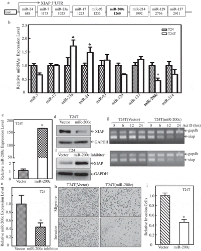 Figure 3. miR-200c binds to XIAP-3ʹUTR to decrease XIAP mRNA stability and inhibit cell invasion.(a) Potential miRNAs binding site in XIAP 3ʹ-UTR region. (b) Real-time PCR was applied to compare the expression level of these potential miRNAs in T24 and T24T cells. (c) Real-time PCR was used to identify the expression level of miR-200c in T24T (miR-200c) cells. (d) West blot (WB) was applied to detect the protein level of XIAP after miR-200c was overexpressed in T24T cells. (e) Real-time PCR was used to identify the expression level of miR-200c in T24 cells stably transfected with miR-200c inhibitor. (f) WB was applied to detect the protein level of XIAP after miR-200c inhibitor was transfected in T24 cells. (g) XIAP mRNA stabilities were evaluated by RT-PCT in presence of Act D in T24 and T24T cells. (h) T24T (vector) and T24T (miR-200c) cells were seeded to control or Matrigel inserts for trans-well invasion assay following the manufacturer’s instructions. The images were captured using an inverted microscope. (i) The invasion rate was normalized with the insert control according to the manufacturer’s instruction. An asterisk (*) indicates a significant difference between T24T (vector) and T24T (miR-200c) cells (P < 0.05). The values shown are mean ± SD from three independent experiments.