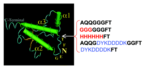 Figure 2. Insertion site of peptides compatible with PrPSc generation. The 3D structure of sheep PrP is shown with the sequence of peptides inserted in the inter-helix loop, i.e., in between the NFT glycosylation site and the beginning of helix α 3. Dark letters correspond to amino acid of the original insert isolated, red ones to engineered modifications and blue ones to FLAG-tag sequence introduced either inside the original peptide as published,Citation35 or directly inserted at position 203 (lane below, not previously published).