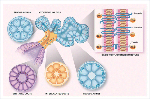 Figure 1. Tight junction localization in salivary glands. This diagram depicts the basic structure of a salivary gland. In it, TJs are represented in contrasting colors on the basis of their localization within the gland (i.e., pink within the acinus, blue in intercalated ducts and yellow in striated ducts) to illustrate changes in TJ composition due to differing functions within various salivary gland compartments. Finally, the inset shows tight junction transmembrane proteins (i.e., occludin, claudins and JAM family members) that are linked to the cytoskeleton via cytoplasmic ZO-1.