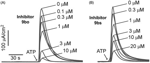 Figure 2. Short-circuit current measured in TMEM16A-expressing FRT cells. Inhibitors were added 5 min prior to TMEM16A activation by 100 μM ATP. Concentration-dependent inhibition by (A) 9bo (IC50 ∼ 1 μM); (B) 9bs (IC50 ∼ 3 μM).