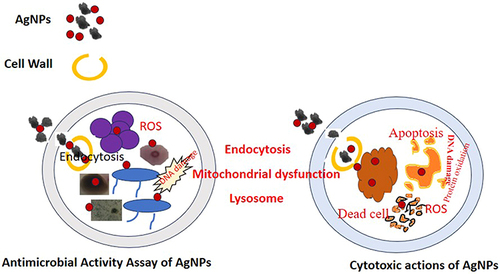 Figure 9 Mechanism of antimicrobial activity and cytotoxic action of AgNPs shown schematically.