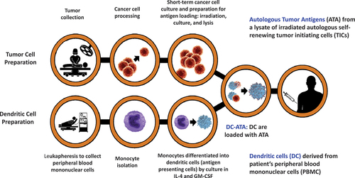 Figure 1. Manufacturing of dendritic cell-autologous tumor antigen (DC-ATA) vaccine.