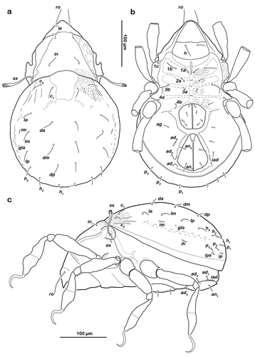 Figure 3. Litoribates floridae sp. nov. adult (a) dorsal view; (b) ventral view, distal leg segments omitted; (c) lateral view.