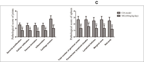 Figure 1 Therapeutic effects of MG on CIA rats. (A) Arthritis index changes in rats; (B) histological examination of joint and spleen; (C) histopathological scores of joint and spleen. Data are presented as mean ± SD (n=6). *P<0.05 and **P<0.01 compared with CIA rats.