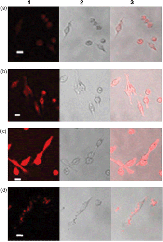 Figure 3. Microscopic images of cultured HeLa cells with (a) 1 nM, (b) 10 nM and (c) 50 nM CTAB QDs as well as with (d) 100 nM of Lipofectamine™-treated QDs. (1) Confocal fluorescence microscopy, (2) bright-field microscopy and (3) overlay (the scale bar is 20 µm).