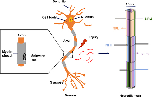 Figure 1 Neurofilament assembly in CNS. The mature long NF polymer has a diameter of 10 nm. NFL (yellow) is the most abundant quantifiable subunit. Tail domains of NFM (green) and NFH (blue) protrude outward from the neurofilament core for phosphorylation of the carboxy-terminal tail region. In addition to the neurofilament triplet proteins (NFL, NFM, and NFH), α-internexin (purple) is also present in the CNS. A magnified image of myelinated axon is shown on the left.