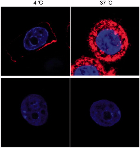 Figure 4. Representative confocal microscopy images of MDA-MB-468 (upper images) and MCF-7 (lower images) cells after incubation for 4 h with Cy3-EGF-Au NP ([EGF] = 40 nM) at 4 °C and 37 °C.