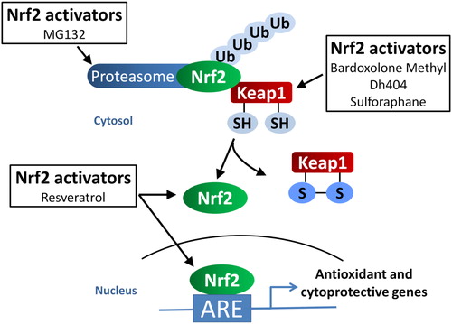 Figure 2. The proposed mechanisms of Nrf2 activators. Bardoxolone methyl, dh404, and sulforaphane interact with cysteine thiol residues on Keap1, the negative regulator of Nrf2. This interaction leads to the dissociation and stabilization of Nrf2, allowing it to translocate to the nucleus and bind to the antioxidant response element (ARE) in the promoter region of antioxidant and cytoprotective genes, leading to the transcription of these genes. On the other hand, MG132 inhibits proteasomal activity thereby preventing the degradation of Nrf2 leading to the increased accumulation of Nrf2 in the nucleus and activation of ARE-responsive genes. The mechanism of resveratrol is less well understood but it is proposed to increase expression and translocation of Nrf2 to the nucleus, possibly by decreasing the expression of Keap1.