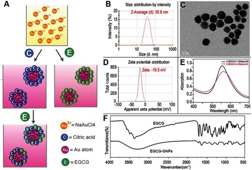 Figure 1 (A) Schematic diagram of synthetic methods. The right side shows the two-step method, and the left side shows the single-step method. (B) Nanoparticle size distribution from DLS measurements. (C) TEM images. (D) Zeta potential distribution from DLS measurements. (E) UV-vis absorption spectrum. (F) FT-IR spectrum.Abbreviations: DLS, dynamic light scattering; TEM, transmission electron microscopy; UV-vis, Ultraviolet–visible spectroscopy.