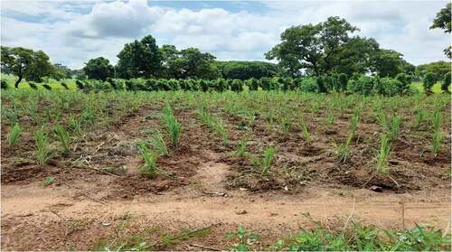 Figure 2. Subdivided plots for millet and yam cultivation in Nakori.