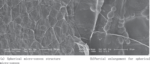 Figure 14. Spherical micro-convex structure in the similar-grain gird structures.