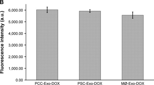 Figure 5 Comparison of cellular uptake of different Exo-DOX formulations.Notes: PCCs were treated with vehicle, PCC-Exo-DOX, PSC-Exo-DOX, or MØ-Exo-DOX (with free DOX equivalent 85.32 nM). (A) A representative image from EVOS fluorescence microscopy, depicting the uptake of Exo-DOX formulations. (B) Mean fluorescence intensity count at 528 nm quantified by fluorescence reader.Abbreviations: DOX, doxorubicin; MØ, macrophage; PCCs, pancreatic cancer cells; PSC, pancreatic stellate cell.