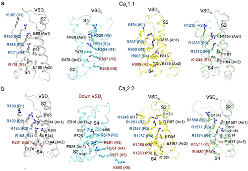 Figure 4. The structures of VSDs. (a) the depolarized conformations of the four VSDs, as seen in the Cav1.1 structure (PDB: 5GJV). The gating charge residues on S4, An1 and An2 (conserved acidic or polar residues on S2), as well as the occluding Phe, are shown as sticks. The gating charge residues above and below the occluding Phe are labelled cyan and brown, respectively. In the depolarized conformation, R1-R4 are positioned above the occluding Phe. (b) the structure of the four VSDs in human Cav2.2 (PDB: 7MIX). VSDII (brown labeled) is in a down/deactivated conformation, while the other three VSDs remain in the depolarized state. In the down VSDII, the gating charge residues R3-K6 are below the occluding Phe (brown labeled), with only R2 above it (cyan labeled). K6 of VSDII is on the opposite side to the other four gating charge residues and projects into the cytosol. Panel b was adapted from our published paper [Citation46] with minor modifications.