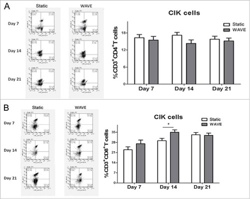 Figure 4. The constitutions of CIK cells. The proportions of CIK cells in different groups were detected by flow cytometry on day 7, day 14 and day 21. The expression of CD4+T cells(A), CD8+T cells(B), Tregs(C) and CD3+CD56+T cells(D) were shown in the figure. The representative flow chart of different group were shown in the left column and the statistical results were shown in the right column. (*,p < 0.05).