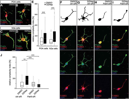 Figure 5. Enhanced Pak6 expression induced by EZH2 inhibition results in increased morphological complexity. (A-E) Representative microphotographs of dissociated E16 (+ 2 DIV) POA cells (A, B) and N2a cells (C, D) treated either with DMSO (A, C) or DZNep (B, D) and stained against TUBB3 (green channel) with a specific antibody, ACTB (red channel) with fluorescently labeled phalloidin and DAPI (blue channel). Quantification of cell morphology is shown in (E) as complexity index relative to DMSO controls. The complexity index is a product of primary neurite number, the branch point number of the longest process and the ratio between longest process length and the mean length of all other neurites. (E; n = 52 POA and 85 N2a cells for DMSO, n = 69 POA and 93 N2a cells for DZNep). (F-J) Representative microphotographs of dissociated E16 (+ 2 div) POA cells treated either with DMSO (F, H) or DZNep (G, I) in addition to control (F, G) or Pak6 siRNA (H, I), then stained against TUBB3 (green channel) with a specific antibody, ACTB (red channel) with fluorescently labeled phalloidin and DAPI (blue channel). The complexity index is quantified in (J) relative to DMSO + ctrl siRNA cell parameters (n = 39 POA cells for DMSO + ctrl siRNA, n = 43 POA cells for DZNep + ctrl siRNA, n = 51 POA cells for DMSO + Pak6 siRNA, n = 68 POA cells for DZNep + Pak6 siRNA). ‘n’ refers to the number of analyzed cells. **P < 0.01;***P < 0.001; Student’s t-test. Ctrl, control; siR, siRNA; POA, preoptic area.