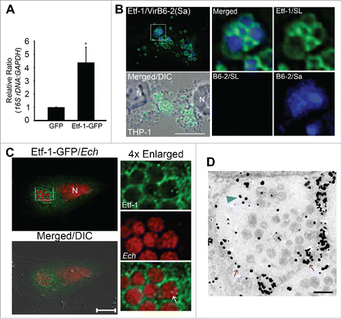 Figure 6. Etf-1 promotes E. chaffeensis infection and traffics to E. chaffeensis inclusions. (A) HEK293 cells transfected with Etf-1-GFP or with GFP alone (control) were infected with E. chaffeensis at 1 d p.t. qPCR was performed at 2 d p.i. The 16S rDNA/GAPDH ratio for GFP-transfected HEK293 cells was set as 1. Data are presented as the mean ± standard deviation of triplicate assays. *, Significantly different (P < 0.05) by the Student t test. (B) Native Etf-1 localizes on the cytoplasmic side of E. chaffeensis inclusions. N, nucleus. The plasma membrane of infected THP-1 cells was selectively permeabilized with SLO and labeled with anti-Etf-1 (Etf-1/SL) and anti-VirB6-2 (B6-2/SL). After the first round of staining, all cell membranes were permeabilized with saponin (Sa), and the cells were stained again with anti-VirB6 (B6-2/Sa). Secondary antibodies with distinct fluorochromes were used for VirB6-2 labeling before (red) and after (blue) saponin treatment. (C) E. chaffeensis (Ech) inclusions are enveloped by Etf-1-GFP. E. chaffeensis-infected RF/6A cells were transfected with Etf-1-GFP at 1 d p.i., and treated with 0.1 μM DFP for 2 h prior to fixation at 16 h p.t. (40 p.i.). DAPI was used to stain DNA in host cell nuclei and E. chaffeensis DNA and pseudocolored in red. N, nucleus. Merged/DIC, fluorescence image merged with DIC image. Boxed area was enlarged 4-fold on the right. The white arrow indicated the presence of Etf-1-GFP inside E. chaffeensis-containing inclusions. Scale bars: 10 μm. (D) Immunogold labeling of Etf-1-GFP in E. chaffeensis-infected RF/6A cells. Silver-enhanced anti-GFP immunogold labeling of Etf-1-GFP detected on the inclusion membrane (purple arrows) or inside the inclusions (blue arrowhead). Scale bar: 2 μm.