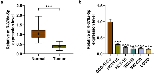 Figure 1. The expression of miR-378a-5p in CRC was declined (a) the expression of miR-378a-5p in CRC and adjacent tissues (n = 70) was determined by RT-qPCR. (b) The expression of miR-378a-5p in normal colon cell line CCD-18Co and CRC cell lines (HCT116, HCT-15, SW480, SW-620, and LOVO) was detected by RT-qPCR. Results were expressed as the mean ± SD. Each experiment was independently repeated in triplicate. CRC: colorectal cancer; RT-qPCR: real-time quantitative PCR. U6 was employed as internal control. ***p < .001 vs. Normal; ^^^p < .001 vs. CCD-18Co.
