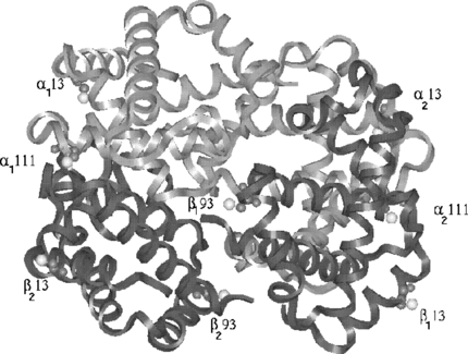 Figure 1 Four chains of hemoglobin are shown in the form of ribbon. Light gray chains correspond to α type and dark gray chains correspond to β. All the eight sites are shown with cys residues in CPK model. The cys atoms color coded with white correspond to the sulfur atoms.