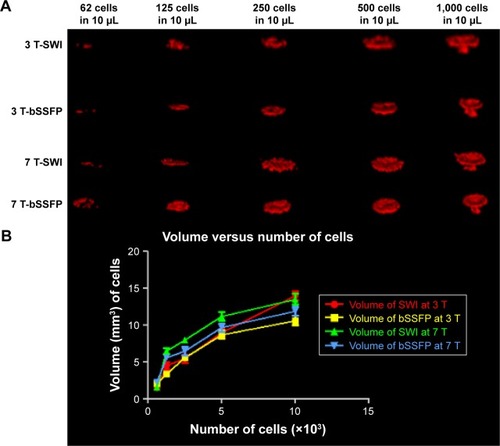 Figure 6 (A) 3D view of manually segmented volumes of labeled cells with different concentrations on SWI and RMS combined phase-cycled bSSFP at 3 and 7 T. (B) Segmented volume versus number of cells using SWI and phase-cycled bSSFP at 3 and 7 T.Abbreviations: 3D, three dimensional; bSSFP, balanced steady-state free precession; RMS, root mean square; SWI, susceptibility-weighted imaging.