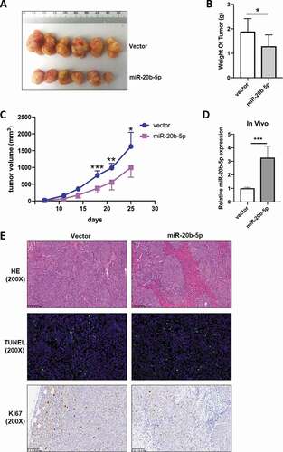 Figure 3. MiR-20b-5p impedes tumor volume in tumor xenograft mice. 1 × 107 HCT-116 cells stably transfected with miR-20b-5p expression vector or control vector were subcutaneously injected into two flanks of 6 wk female Balb/c nude mice (n = 6), and tumor volume was measured during the course of the experiment. (a) Gross images of tumor size. (b) Weight of tumors excised from 6 mice in each group. (c) The tumor volumes in the HCT116- HBLV-ZsGreen-miR-20b-5p group were lower than those in the HCT116-HBLV-ZsGreen-empty group. (d) Mir-20b-5p mRNA in tumors were measured by qRT-PCR. (e) Representative H&E staining or IHC staining with anti-KI67 antibody and tunnel staining of tumors in indicated groups