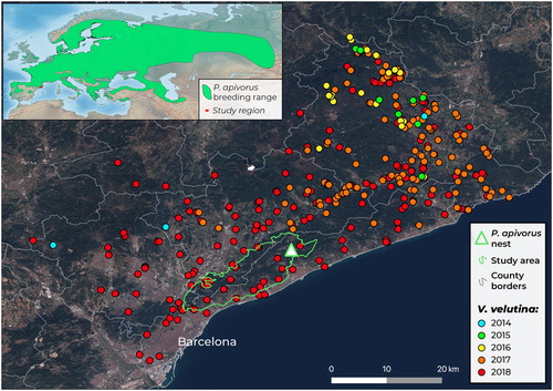 Figure 1. Map of the study region. The inset shows the location of the study region and the breeding distribution range of European Honey Buzzard (BirdLife International Citation2004). The green triangle represents the European Honey Buzzard nest with Asian Hornet remains, sampled in 2018. The green line shows the area that was surveyed and grey lines the county borders. Points show the Asian Hornet nests recorded each year since its arrival in 2014 to the surrounding counties. Records were obtained from the Catalan Cos d’Agents Rurals del Departament d’Agricultura, Ramaderia, Pesca i Alimentació.