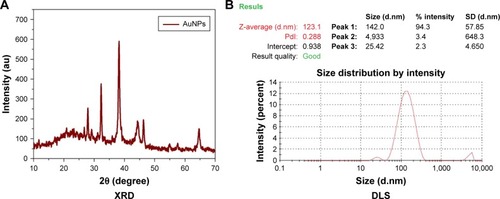 Figure 2 XRD pattern and DLS analysis of AuNPs synthesized from Sx.Abbreviations: DLS, dynamic light scattering; AuNPs, gold nanoparticles; Sx, Solanum xanthocarpum; XRD, X-ray Diffraction.