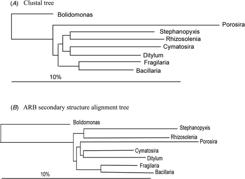 Fig. 5. Phylogenetic trees constructed with a neighbour joining method from the full 18S rRNA gene in alignment (A) and (B).