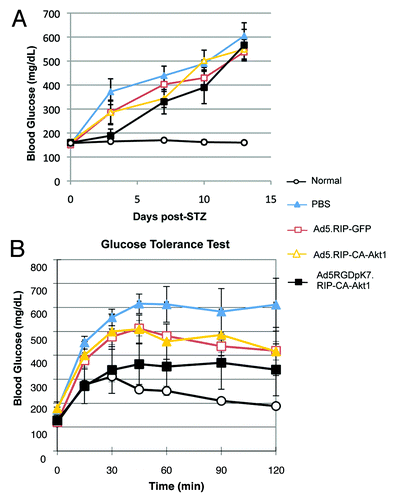 Figure 6. Intravenous injection of Ad5RGDpK7.RIP-CA-Akt1 improved blood glucose control of T1D mice. Six to seven mice were used in each group. (A) Random blood glucose levels of T1D mice that were treated with CA-Akt1 expressing vectors and controls. (B) Glucose tolerance test for the mice treated with different vectors one week after the vector administration. Ad5RGDpK7.RIP-CA-Akt1 treated mice showed better glucose tolerance than other groups although it was not as good as normal.