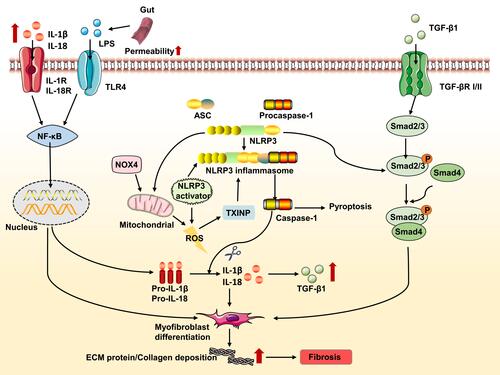 Figure 4 Effect and regulation of the NLRP3 inflammasome during fibrosis. Lipopolysaccharide (LPS) and other compounds induces TLR4 (toll-like receptor 4)-dependent activation of nuclear transcription factor kappa B (NF-κB), resulting in NLRP3, pro-IL-1β and pro-IL-18 expression. For instance, alcohol consumption increases permeability of the intestine to bacterial endotoxin that in turn, elevates LPS levels during alcoholic liver disease. The increase in NADPH oxidase 4 (NOX4) levels promotes mitochondrial reactive oxygen species (ROS) that leads to inflammasome activation. Thioredoxin-interacting protein (TXNIP) modulates the biological structure of NLRP3 leading to NLRP3 inflammasome assembly. Additionally, NLRP3 may damage the function of mitochondrial and induce mitochondrial ROS production, ultimately promoting NLRP3 inflammasome activation. Increased NLRP3 also involved in the transforming growth factor (TGF-β)-mediated Smad2/3 phosphorylation. IL-1β and IL-18 secreted by the inflammasome can stimulate myofibroblasts to remain activated; with the excessive extracellular matrix (ECM)-producing capacity of these cells eventually contributing to fibrosis. The mature form of IL-1β and IL-18 reaches its receptor to promote the transcription of NF-κB and increase the expression of TGF-β1. The secreted TGF-β1 binds to its receptor, triggering the Smad-dependent pathway and promoting the progression of fibrosis.