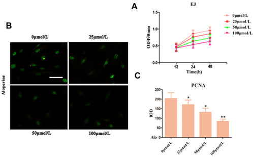 Figure 2 Effect of Alo inhibits human bladder cancer cell proliferation by CCK-8 and immunofluorescence analyses. (A) The EJ cells proliferation was evaluated was detected using the CCK-8 method at the indicated time points following treatment with Alo (0, 25, 50, and 100 µmol/L). (B) PCNA was detected following cultured with Alo 100µmol/L for 24 hours on immunofluorescence. (C) Quantification of IF staining-positive area by Image-Pro Plus 7.0 system. Immunofluorescent images of under the Olympus-BX51 fluorescence upright microscope were shown (scale bars, 40µm; magnification, ×400). The results were expressed as the mean ± standard deviation of three independent experiments and each was performed in triplicate. n=7; *P<0.05 and **P<0.01 vs non-Alo treated group (0µmol/L).Abbreviations: Alo, Aloperine; IOD, integrated optical density; PCNA, proliferating cell nuclear antigen; IF, immunofluorescent.