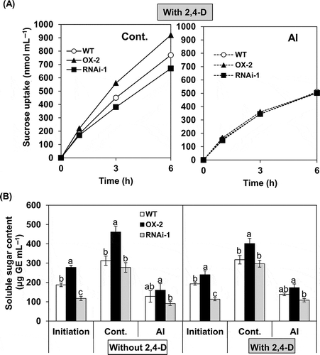 Figure 5 Effects of aluminum (Al) on sucrose uptake rate and soluble sugar content during Al treatment in BY-2 cell lines (wild type (WT), over-expressor (OX)-2, RNAi-1). Cells at the logarithmic phase of growth were suspended in Al treatment medium at 10 mg fresh weight (FW) mL–1 (initiation) then incubated without (control) or with Al (50 µM) in the presence or absence of 2,4-dichlorophenoxyacetic acid (2,4-D) (1.5 µM). In (A), sucrose uptake was monitored only in the presence of 2,4-D for up to 6 h after the addition of 14C-sucrose at 0 h. The uptake value was shown per cells contained in one mL aliquot of the culture. Each value represents the average value from two independent experiments. In (B), soluble sugar contents were determined after 18 h treatment in the absence or presence of 2,4-D as described in the Materials and methods section and are shown per cells contained in one mL aliquot of the culture. Each value represents the mean ± standard error (SE) of three samples from three independent experiments. For each treatment, significant differences among lines are indicated with different lower case letters, which were determined by least significant difference (LSD) test at P < 0.05.