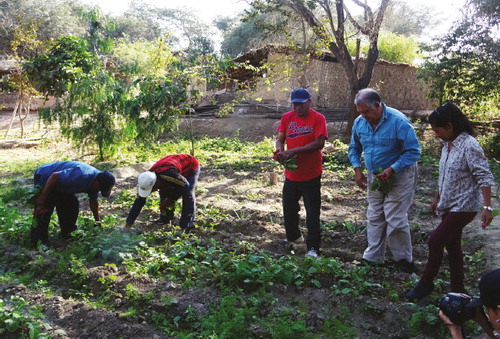 Fig. 6. Horticulture workshop at the Sicán National Museum. © Luis Repetto Málaga