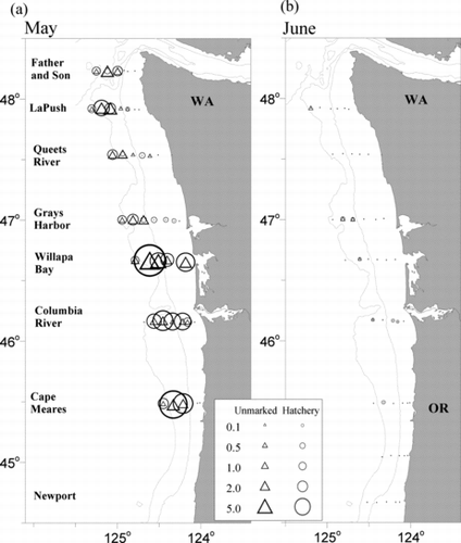 FIGURE 1 Average CPUE (fish/km towed) for hatchery (circles) and unmarked (triangles) juvenile steelhead at each station sampled during National Oceanic and Atmospheric Administration Fisheries’ pelagic trawl surveys in (a) May (1999 and 2006–2011, when broad surveys occurred) and (b) June (1998–2011). The 100- and 200-m isobath lines are shown in light gray.