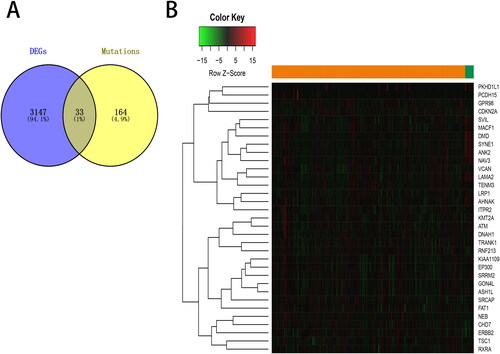 Figure 4. Overlapping of differentially expressed genes (DEGs) with mutated genes. (A) Venn diagram represents the overlapping genes between DEGs and genes with more than 5% of mutation frequency. (B) The expression of the overlapping genes was shown in a heat map.