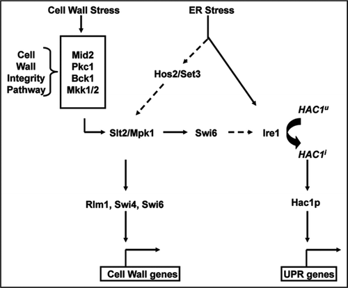 Figure 1 Inter-relationship between ER and cell wall stress response in yeast. Cell wall and ER stress both activate cell wall and unfolded protein (UPR) genes through the cell wall integrity MAP kinase pathway and UPR pathways. Pathways with dashed lines involve intermediate steps with unclear mechanisms.