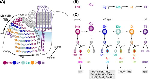 Figure 4. Temporal patterning of medulla NBs and Notch (N) signaling contribute to the generation of diverse neuron subtypes. (A) NE cells gradually convert into NBs. As medulla NBs age, they sequentially express the transcription factors Homothorax (Hth), Eyeless (Ey), Sloppy paired 1 and 2 (Slp), Dichaete (D), and Tailless (Tll). Each NB produces a column of medulla neurons. Progeny maintain the expression of the determinant present in the NB at the time of their birth. Older NBs and their offspring are located more medially. In each lineage, the oldest neurons are positioned closest to the medulla neuropil. Klumpfuss (Klu) is expressed in NBs but not in progeny and therefore has not been included in this schematic. Interim stages, during which NBs express more than one factor and neurons downregulating factors are also not shown. (B) Ey, Slp, and D are required for the transition to the next determinant. Slp, D, and Tll are necessary to repress the preceding factor in the series. Tll is sufficient but not required to repress D (dashed line). (C) N-mediated binary cell fate choices further diversify lineages. Progeny, in which N signaling is on, express Apterous (Ap). Depending on the combination of transcription factors present, the expression of subtype-identity determinants such as Brain-specific homeobox (Bsh), Runt (Run), Drifter (Dfr), or Twin of Eyeless (Toy) is induced. Lineages defined by the combinatorial expression of these determinants give rise to specific neuronal subtypes. Tll-positive NBs generate Reversed polarity (Repo)-positive glia. Dm, distal medulla neurons; Mi, medulla intrinsic neurons; Tm, transmedullary neurons; TmY, transmedullary Y neurons.