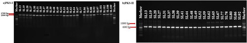 Figure 4. Images of PKS-I and PKS-II gene regions PCR amplification products of positive isolates in 1.5% agarose gel. EtBr was added to the gel before electrophoresis to a final concentration of 0.5 μg/mL, followed by separation at 100 V for 1 h. Marker (Biolabs 1 kb DNA Ladder).