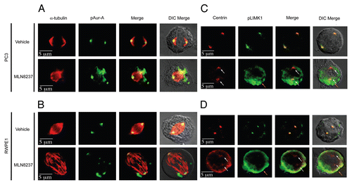 Figure 7 Aur-A inhibition led to mislocalization of pLIMK1. (A and B) Immunofluorescence analysis of nocodazole synchronized mitotic shake-off PC-3 and RWPE-1 cells following treatment with MLN8237 or vehicle. (A and B) Mitotic spindles are shown by α-tubulin staining in red, and spindle poles localization of pAur-A-pT288 is shown in green. Treatment with MLN8237 showed a distinct deformation of the spindles and altered localization of pAur-A in the mitotic cells (lower parts) compared with vehicle-treated cells. (C and D) Centrosomes are shown by staining of centrosomal protein centrin in red and pLIMK1 (T508) in green. Upper parts: in vehicle-treated cells, pLIMK1 was colocalized with centrin at the centrosomes. Inhibitor treatment (lower parts) showed a diffused staining of pLIMK1 at the periphery and mislocalization pLIMK1 from the centrosomes (orange arrow). Some diffused staining of centrin at the cell periphery was also noted in MLN8237-treated cells, although some centrosomal localization could be seen (white arrows). Scale bar: 5 µm.