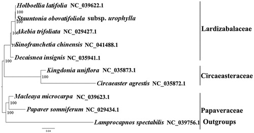 Figure 1. The best ML phylogeny recovered from 10 complete plastome sequences by RAxML. Accession numbers: Stauntonia obovatifoliola subsp. urophylla (MK799642, this study), Holboellia latifolia NC_039622.1, Akebia trifoliata NC_029427.1, Sinofranchetia chinensis NC_041488.1, Decaisnea insignis NC_035941.1, Kingdonia uniflora NC_035873.1, Circaeaster agrestis NC_035872.1, outgroups: Papaver somniferum NC_029434.1, Lamprocapnos spectabilis NC_039756.1, and Macleaya microcarpa NC_039623.1.