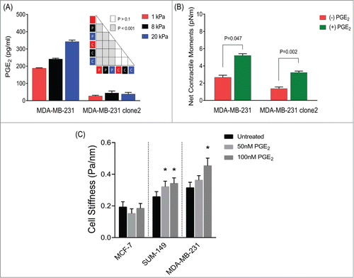 Figure 4. A feed-forward mechanism involving COX-2-PGE2-EP signaling on the mechanotransduction of human breast cancer cells. (A) Effects of matrix rigidity on COX-2 activity. MDA-MB-231 (COX-2-expressing and COX-2-silenced) cells were cultured on elastic substrates with varying stiffness, and the secreted levels of PGE2 in the culture media were measured after 24 h. Data are presented as Mean + SE (n = 3 experiments); ANOVA test (P = parental ; C = clone2 ). (B) COX-2-expressing and COX-2-silenced cells were seeded onto an elastic substrate with Young's modulus of 1 kPa, and treated for 24 h with or without increasing concentrations of PGE2. On the one hand, cell spreading area increased progressively with increasing concentrations of PGE2 (50 nM < 100 nM < 500 nM < 1 μM). On the other hand, while cell traction force increased with PGE2 at 50 nM and 100 nM, PGE2 concentrations above 100 nM led to decreases in cell traction force (data not shown). Here we report the effects of 50nM PGE2 on cell traction force. Data are presented as Geometric Mean + SE (COX-2-expressing cells, n = 19–21; COX-2-silenced cells, n = 14–22). (C) Effects of PGE2 on cytoskeletal stiffness of human breast cancer cells. For this MTC study, cells were plated at 30,000 cells/cm2 on plastic wells previously coated with collagen type I for 24 h in media alone or media supplemented with 50–100nM PGE2. Data are presented as Geometric Mean + SE (MCF-7, n = 183 -200 cells; SUM-149, n = 296 -310 cells; MDA-MB-231, n = 171 -397 cells).